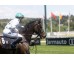  Carrera: G.P.Nacional Caballo: Roncal Monta: V.Janacek